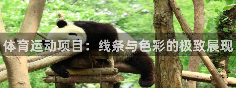体育运动项目：线条与色彩的极致展现